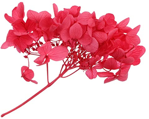 Alipis Rosa Preservada Flores De Hortensia Secas Naturales Material Floral Hecho Mano para Manualidades para Regalos De Cumpleaños y Aniversario