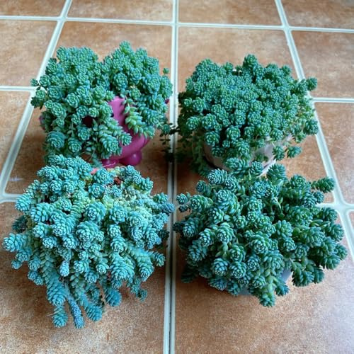 Semillas resistentes de sedum, perennes de sedum, jardín de rocas resistentes Mini reales, para 200pcs