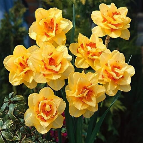Zwiebeln Narzissen Narcissus Osterglocken Onion Knolle Zwiebeln Farbe Rosa Pink Gelb MIX White Sorte zur Auswahl Winterhart 5 10 20 Stk. (Volle - Tahiti 10 Stk.)