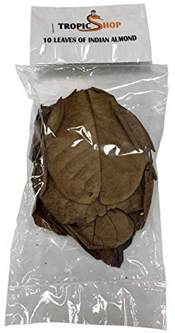Seemandelbaumblätter (Catappa Leaves) 10-15cm - 10 Stück