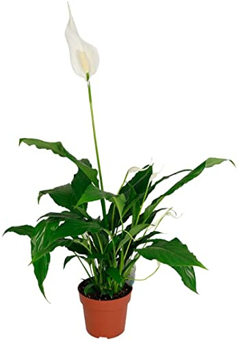 Lirio de la Paz Planta Natural de Interior para Casa u Oficina