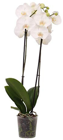 Phalaenopsis Orquídea Blanca | DECOALIVE | Planta Natural para Decorar el Hogar | Muy Resistente