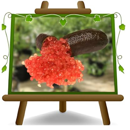 Limón cítrico caviar - Frutas cítricas - Citrus Australasia - rojo - planta frutal en maceta de 22 cm - altura 50-60 cm