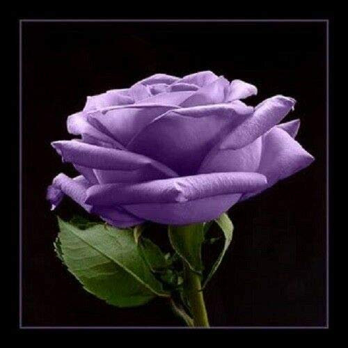 5 ROSA VIOLA Rosa Bush Arbuste Graines de fleurs vivaces * Plat S/H