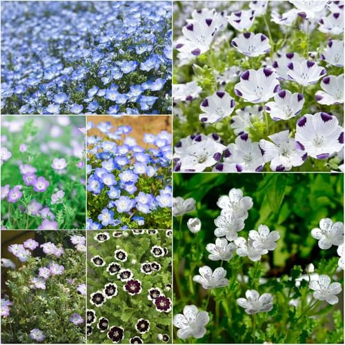 semi del bosco - semi giardino resistenti copertura perenne resistente balcone resistente giardino 55pcs