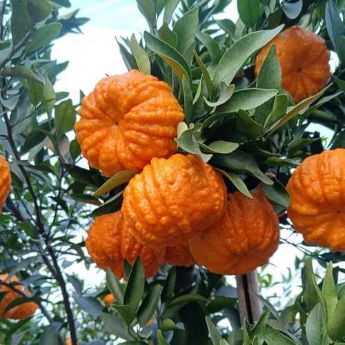 semillas de naranjo resistente, mandarino jardín decoración 80pcs