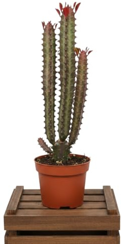 DECOALIVE Cactus Euforbia Rojo Euphorbia Trigona Rubra Maceta 12 cm, Altura 25 cm, Planta Suculenta Decorativa