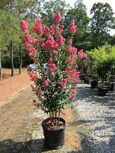 Lagerstroemia indica pianta a cespuglio in vaso ø36 H 120/150 cm COLORI MISTI Vivaio di Castelletto