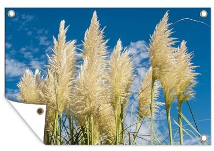 MuchoWow Outdoor-Poster Poster Wanddeko draußen Deko Garten Gartenposter 120x80 cm Pampasgras - Pflanze - Natur