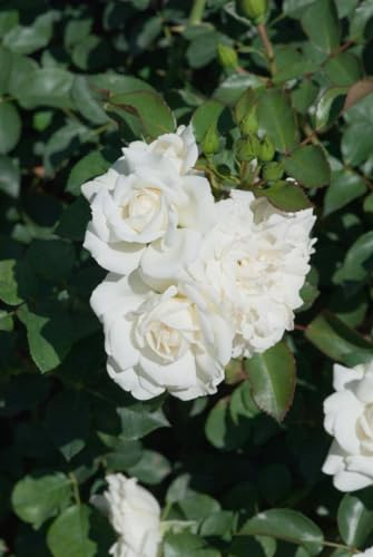 Rosa 'White Meidiland' - Bodendeckerrose, weiße Blüten, Blütezeit Juni-Oktober, ideal für Rabatten, pflegeleicht und winterhart