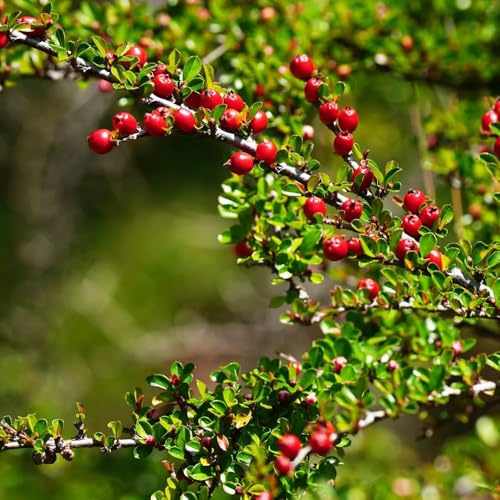 semi di cotoneaster nano da tappeto arbusti a crescita rapida, in crescita semi biologici, vecchie varietà, arboree arbusti decorativi, sempreverdi resistenti 450pcs