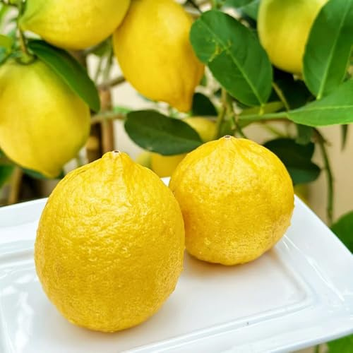 semillas de limonero, limonero, lecho elevado columnares de balcón de zapote, 200pcs