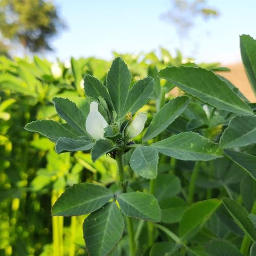 bockshornkleesamen seltene alte gemüsesorten wintergemüse balkonpflanzen garten alte sorten gemüsepflanzen grünpflanzen balkongarten exotische kräutersamen kräutergarten geschenk 80samen