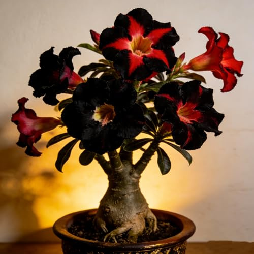 Rosa del Deserto - Resistente alla siccità, perenne/Colori vivaci/Adatta per giardini esterni e balconi interni/Adatta ai principianti-1Rizomi-D