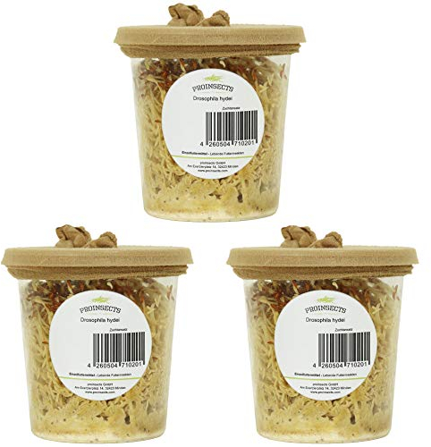 proinsects Drosophila hydei | Große Fruchtfliegen | 3 Zuchtansätze für Amphibien, Fische und Reptilien