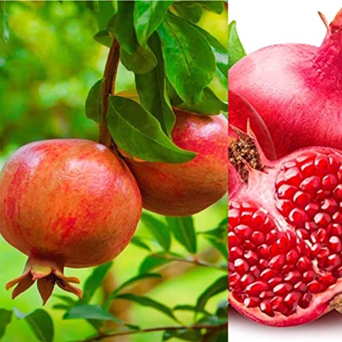 Carbeth Plants Pomegranate Plant Tree in 9cm Pots (3)