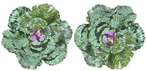Admired by Nature Faux Cabbage Artificial Vegetables Realistic Fake Food Plants Props Artificial Decorative Cabbage Plant for Home Decor Wedding Kitchen Decoration Fake Food Display, Green, 2 Pc Set