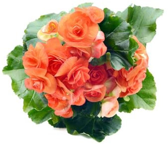 300 pcs begonien samen zimmerpflanze wanddeko pflanzen deko pflanzen saat hochbeett nachhaltige geschenke für frauen bonsai topf deko pflanze büropflanzen zimmerpflanzen wenig