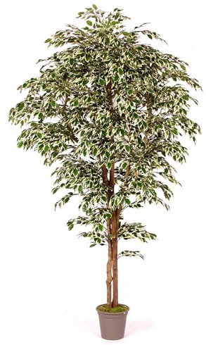 artplants.de Deko Ficus Benjamini Linette, Naturstämme, grün-weiß, 200cm - Made in Italy - Kunstficus