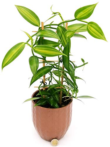 POWERS TO FLOWERS - ORCHIDEA VANIGLIA VERSIONE NATALIZIA, IN VASO CERAMICA BRONZO, Pianta Vera