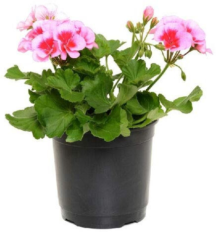 Geranio Zonal Planta Natural en Maceta de 14cm Geranium Pelargonium Flores Colores Surtidos