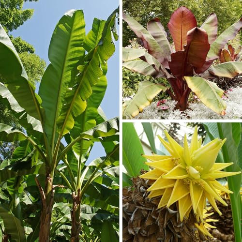 YouGarden Banana Plant Collection, 3 x Varieties, Supplied as Established Plants, Musa basjoo, Ensete ventricosum, Musella lasiocarpa, Exotic Plant Collection for Gardens