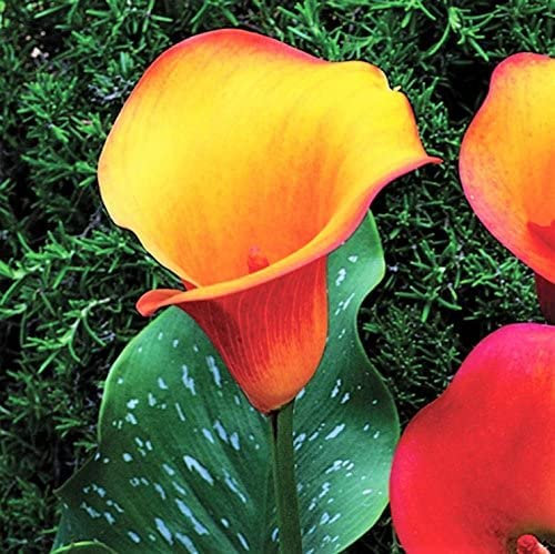 Fiori da Balcone e Giardino-Bulbi calle giganti | Calla Miste | Bulbi di fiori a fioritura estiva |piante di colore misto