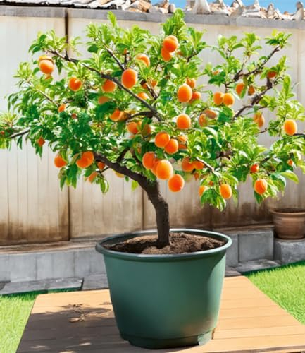 BALDUR-Garten Mini-Aprikosenbaum 'Orange Beauty', 1 Pflanze, Prunus armeniaca, winterhart, mehrjährig, pflegeleicht, selbstfruchtend, kleinbleibendes kompaktes Bäumchen für Balkon, Terrasse & Garten