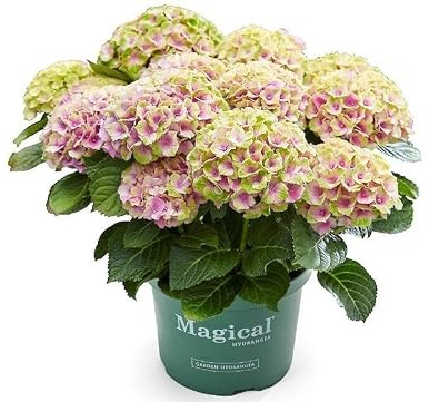 Green boutiQ - Balkonpflanze - Hortensie - Hydrangea Magical Jewel Pink - Rosa - 6-10 Blüten - 2 Pflanzen - Topf 23cm Höhe 55cm