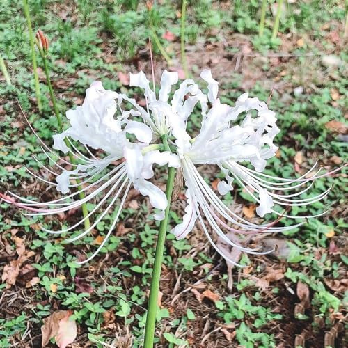 Lirio araña - Lycoris radiata decoración decorativas decoración de oficina jardín bulbos resistentes 2pcs