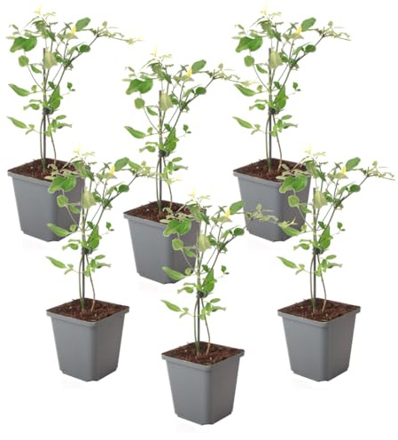 Plant in a Box - Jasmin 'Summer Scent' - 6er-Set - Jasminum x stephanense - Rosa - Topf 9 cm - Höhe 25-40 cm