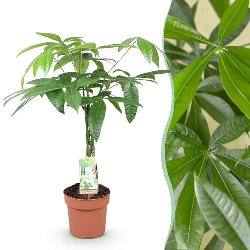 Pachira Aquatica geflochtener Stamm - Geldbaum - Pflegeleicht - Grün - 60-70cm - Ø17cm - Zimmerpflanze - Immergrün
