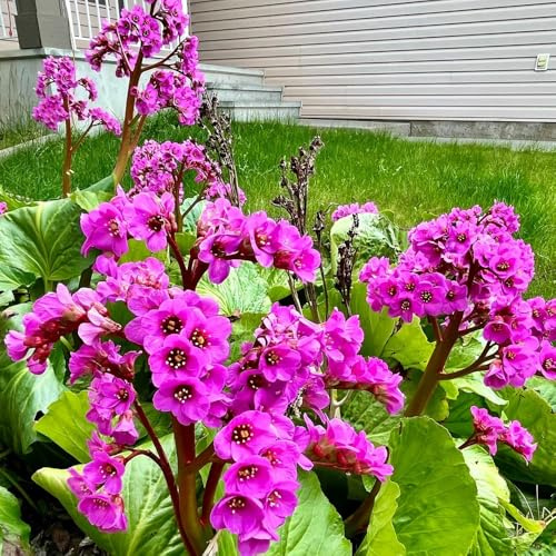 semi bergenia cordifolia - primaverili balcone primavera tetti verdi giardino, autunnale, decorazioni 100pcs