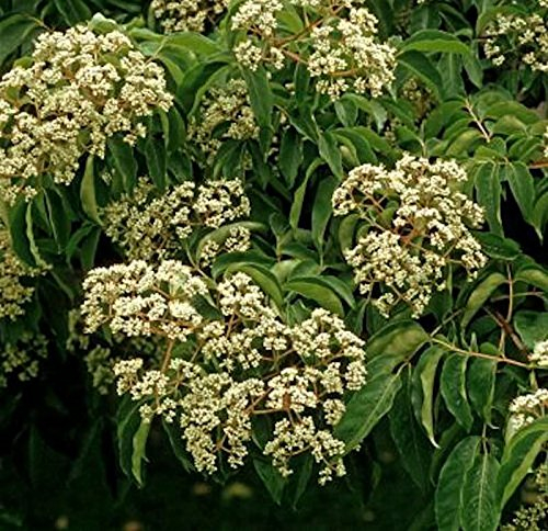 Bienenbaum 40-60cm - Euodia hupehensis - lebende Gartenpflanze aus den Baumschulen