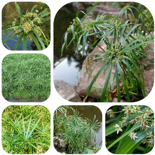 zyperngrassamen - mehrjährig winterhart, garden balkon, outdoor exotische 50pcs
