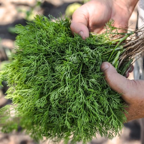 Semi di aneto - resistenti per giardini rocciosi per giardinieri semi di aromatiche da balcone selvatiche raro verdi esotico prodotti sostenibili 500pcs