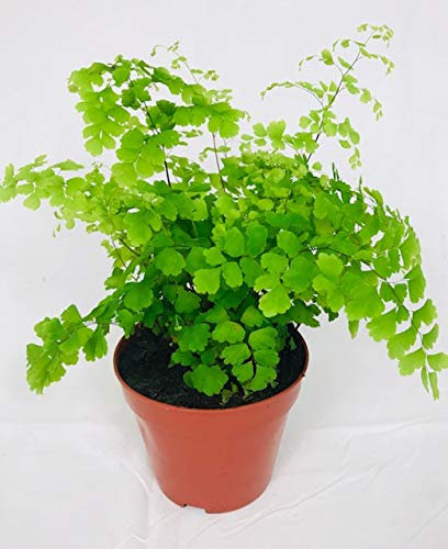 Adiantum Fragrans in 12cm Pot - Evergreen Maiden Hair Fern Indoor Plant - Air Purifying Potted Housepant Easy to Care for - Ideal for Home or Office