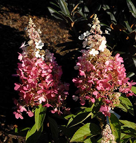 Hochstamm Rispenhortensie Pinky Winky® 80-100cm - Hydrangea paniculata - lebende Gartenpflanze aus den Baumschulen