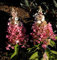 Hochstamm Rispenhortensie Pinky Winky® 80-100cm - Hydrangea paniculata