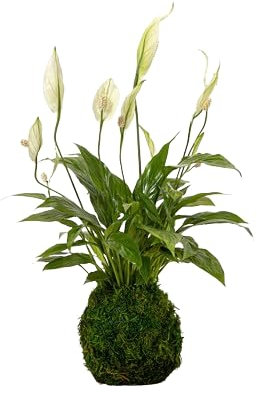 Kokedama Espatifilo PREMIUM Planta de Interior con Maceta de Musgo Natural Spathiphyllum