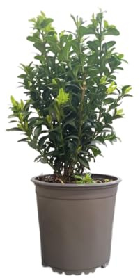 Buxus Planta Arbustiva Natural con Hojas de Crecimiento Denso y Elegante