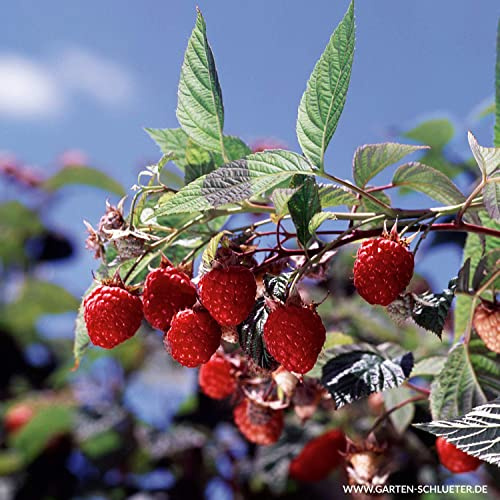 GARTEN SCHLÜTER® Himbeere 'Willamette'