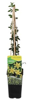 Bloomique - Jasminum Nudiflorum - Winterjasmin - Gelb - Kletterpflanzen - Gartenpflanzen - Winterhart - Topf 15 cm - 70-80 cm hoch