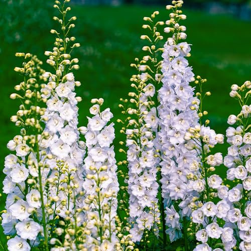 Delphinium Galahad - Planta de exterior para borduras de jardín