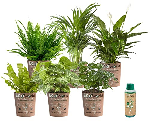 vdvelde.com - Ecoworld Luftreinigende Zimmerpflanzen Echt - 6er Set Pflegeleicht Wenig Licht Benötigt - Grünpflanzen mit Eco übertopf und Pflanzen Dünger - Topf Ø12 / Höhe 40 cm