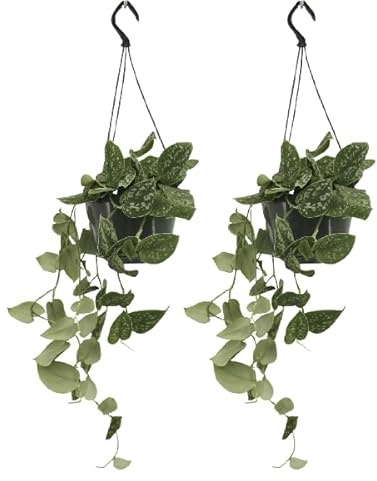 Efeutute – Scindapsus Pictus Epipremnum – 2 Zimmerpflanze Ø15cm – ca. 20cm hoch – hängend oder kletternd