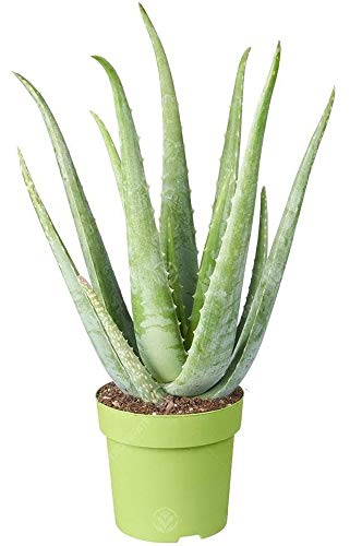 Medicinal Aloe Vera Therapeutic Indoor Office Plant in Pot