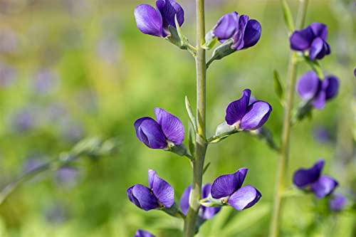 Baptisia australis 9x9 cm Topf – Winterhart, Mehrjährig, Pflegeleicht – Indigolupine – Staude für Beet & Rabatte