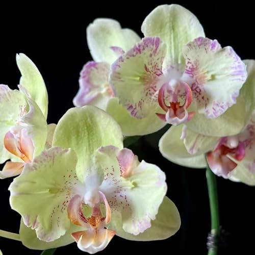 orchidea phalaenopsis - primaverili, resistenti in vaso semi di orchidea d'appartamento purificatrici d'aria decorativo semi di 500semi