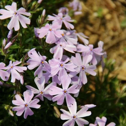 Phlox tappeto - per l' di semi di phlox rampicanti, giardino roccioso selvatici esotici ombra semi selvatici balcone 850semi
